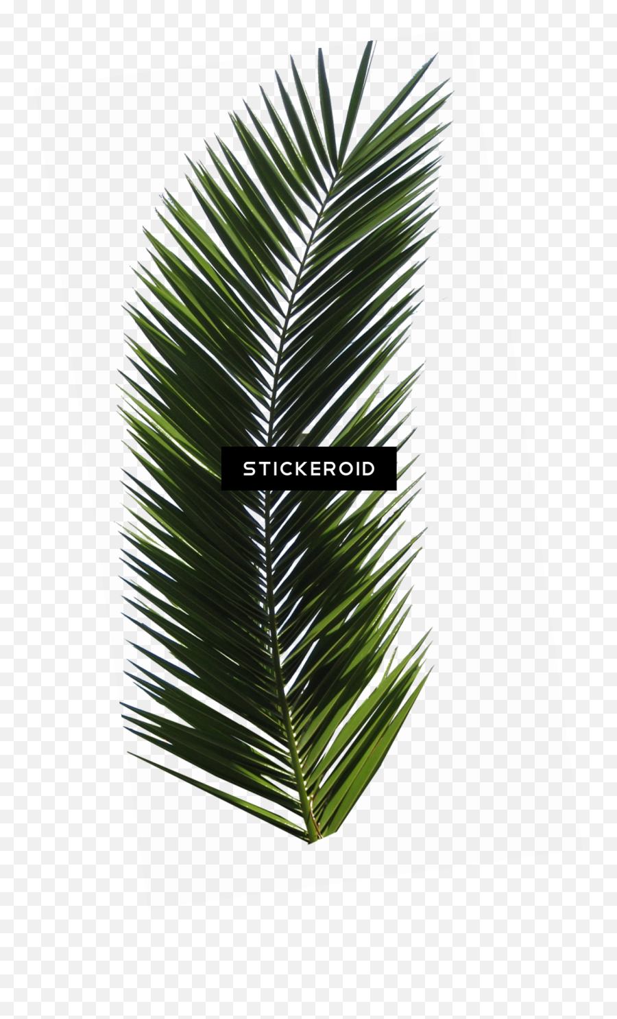 Palm Tree Leaf Png Image - Palm Tree Leaf,Palm Tree Leaves Png