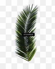 Palm Tree Leaf Png Image