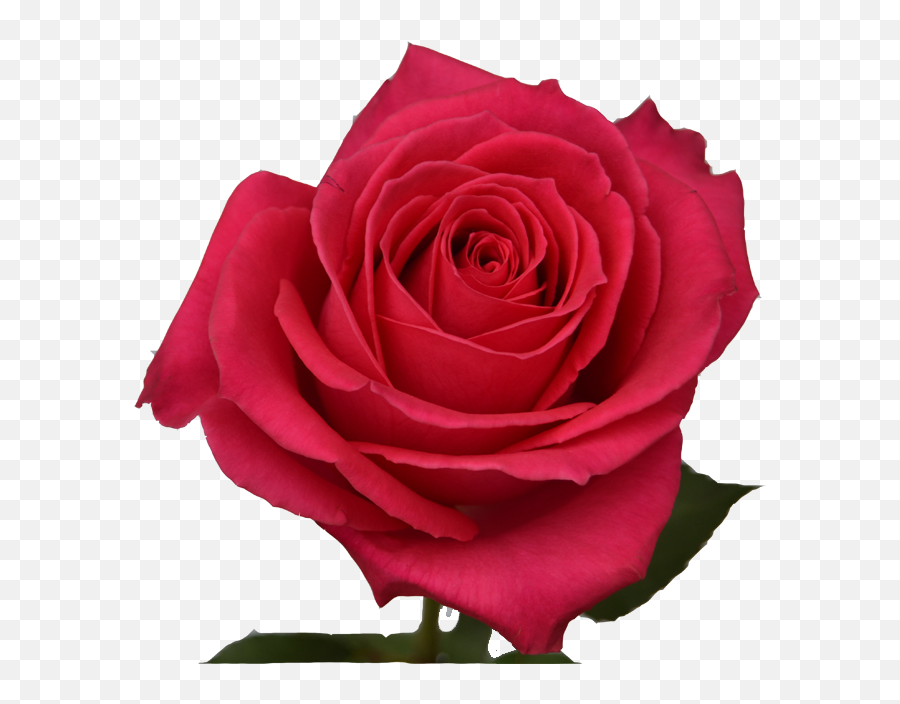 Hot Pink Roses - Rose Png,Pink Rose Transparent