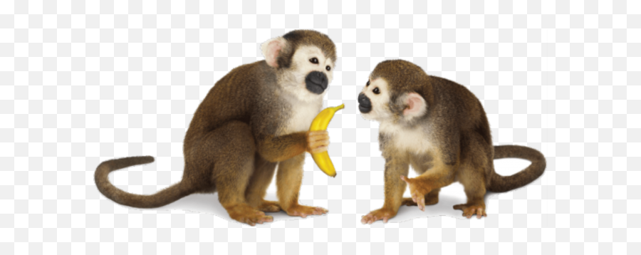 Monkey Png Transparent Background Image - Monkeys Png,Monkey Transparent Background