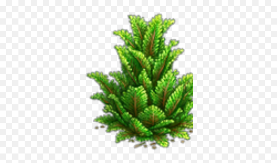 Juniper - Christmas Tree Png,Juniper Png