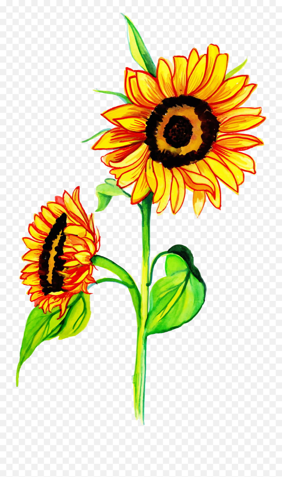 Free Png Watercolor Floral - Konfest,Watercolor Sunflower Png