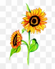 Free Png Watercolor Floral - Konfest