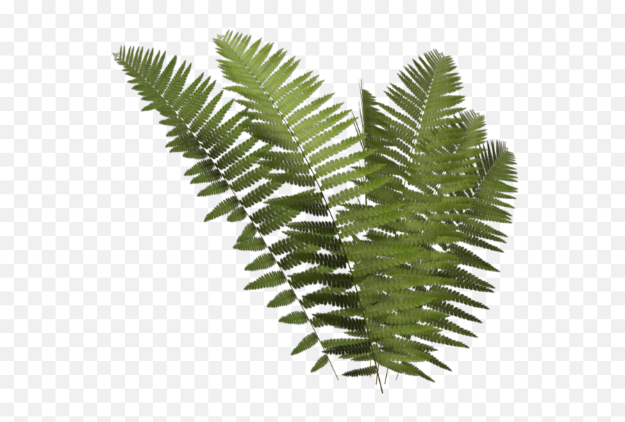 Fern Plan Png 1 Image - Transparent Fern Leaf Png,Fern Png