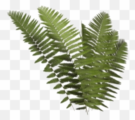 Fern Plan Png 1 Image - Transparent Leaf