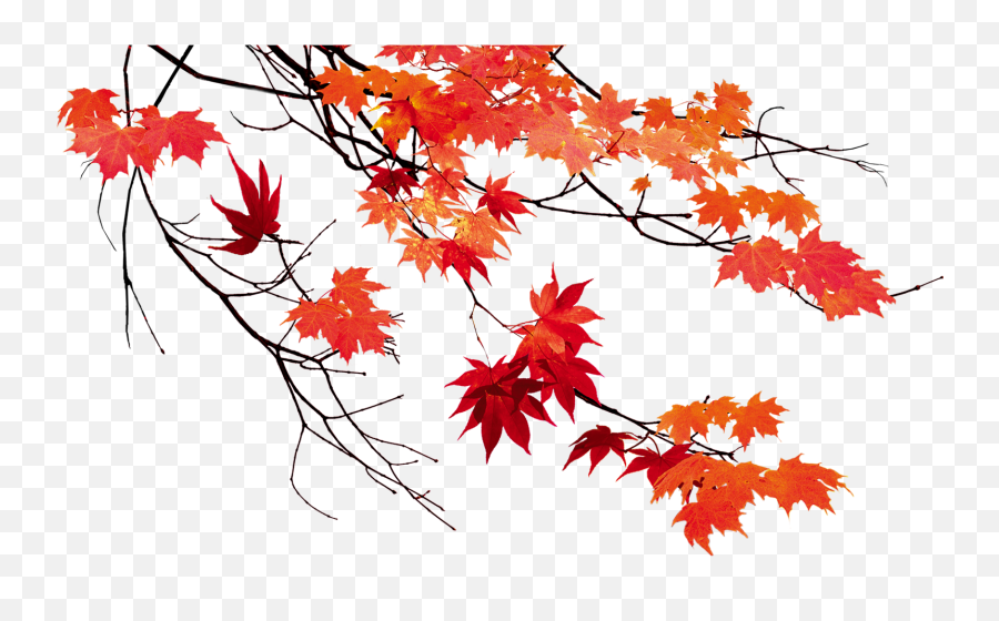 Autumn Leaves Beautiful Maple Leaf - Autumn Leaves Png,Autumn Leaves Png