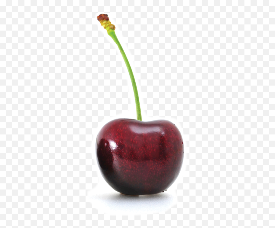 Cherries Auvil Fruit Company - Cherry Png,Cherry Png