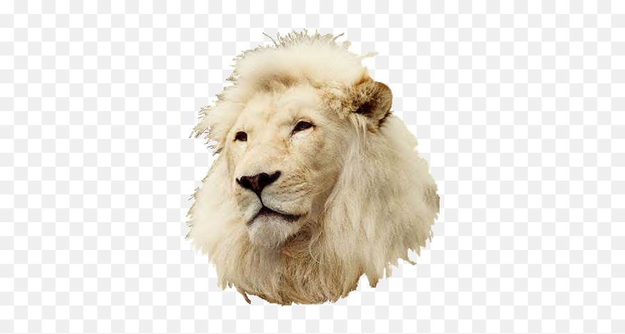 Clip Art Graphics - Lion Blanc Png,Lion Head Png