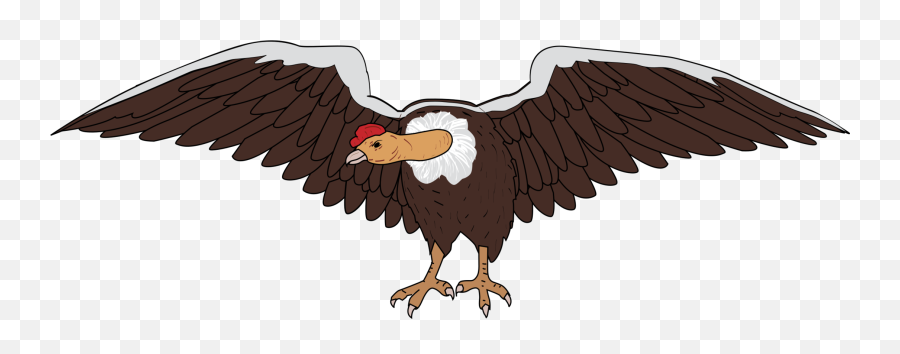 Eagle Bald Vulture Png Clipart - Condor Clipart,Vulture Png