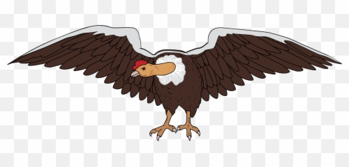 Eagle Bald Vulture Png Clipart - Condor Clipart,Vulture Png