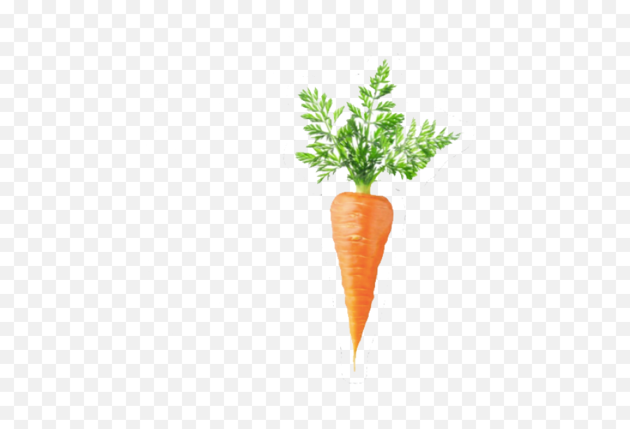 Tags - One Carrots Png,Carrot Png