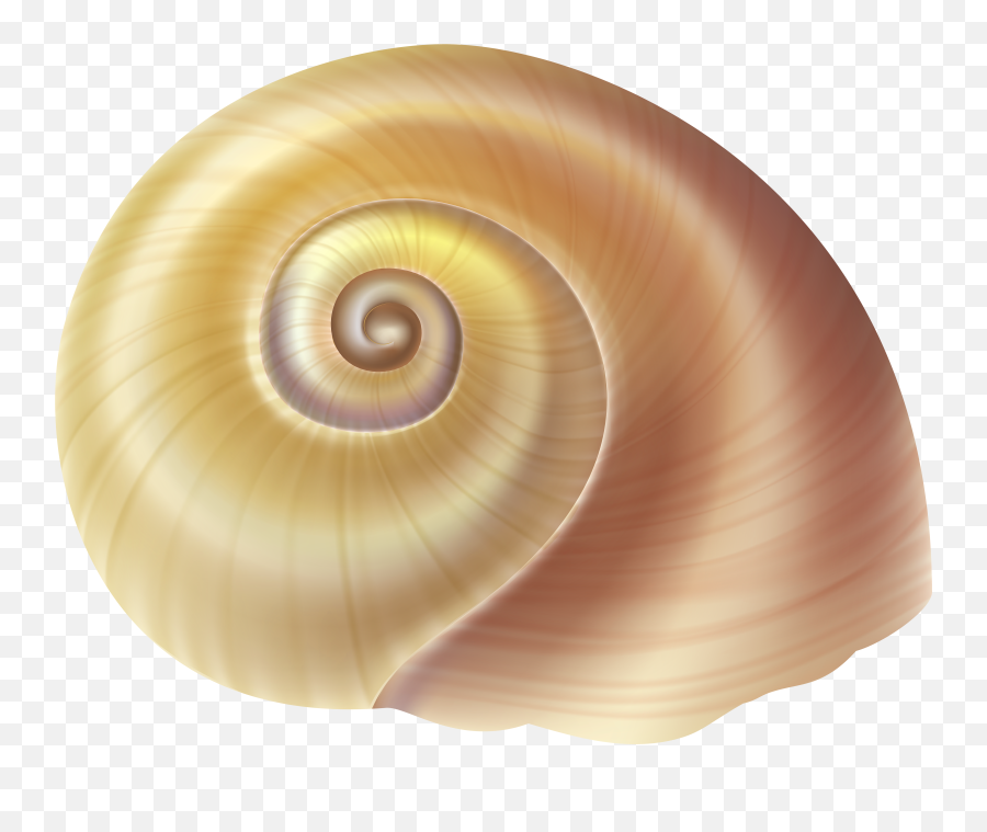 Sea Snail Shell Clipart Png Transparent