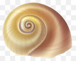 Sea Snail Shell Clipart Png Transparent