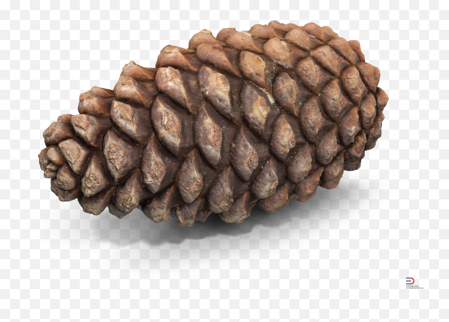 Conifer Png - Pine Cone 3d Model,Pine Cone Png