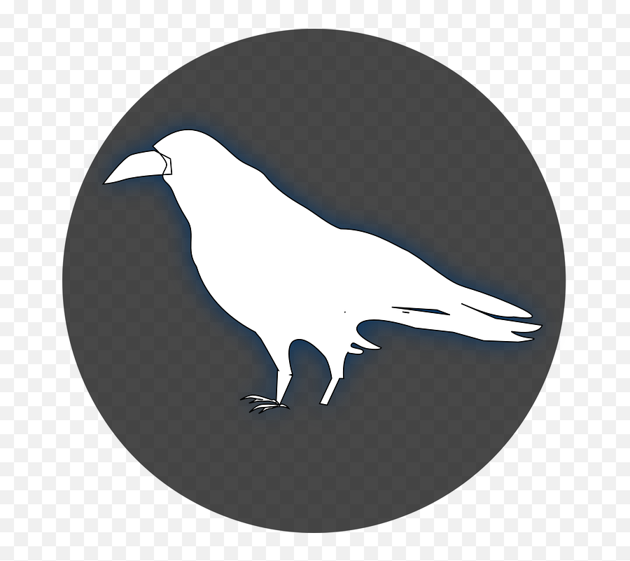 Raven Crow Bird - Transparent White Raven Clipart Png,Raven Silhouette Png