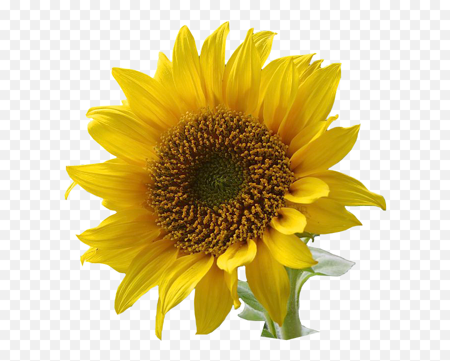 Sunflowers Clipart Png 2 Image - Language Of Flowers Sunflower,Sunflower Transparent Background