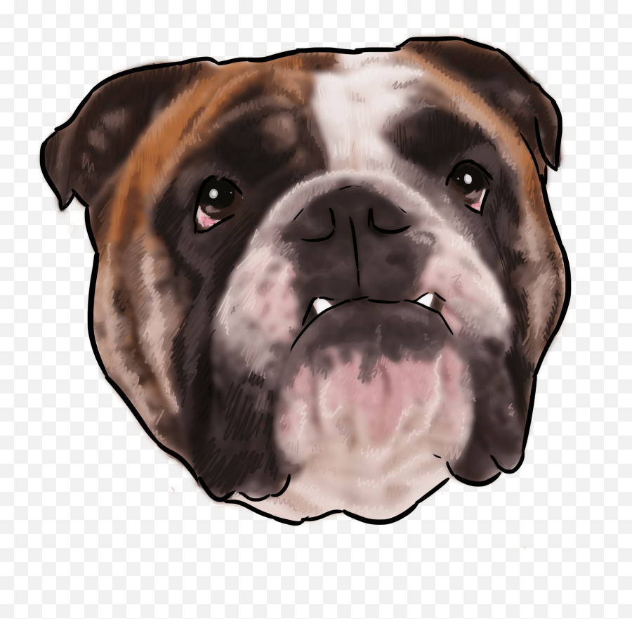 40 - Why Are You A Bulldog Why Are You A Dog Png,Bulldog Png