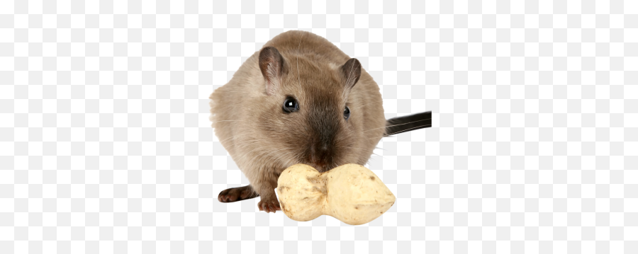 Png Images Rat And Mouse 38png Snipstock - Herbivore Animals,Rat Png