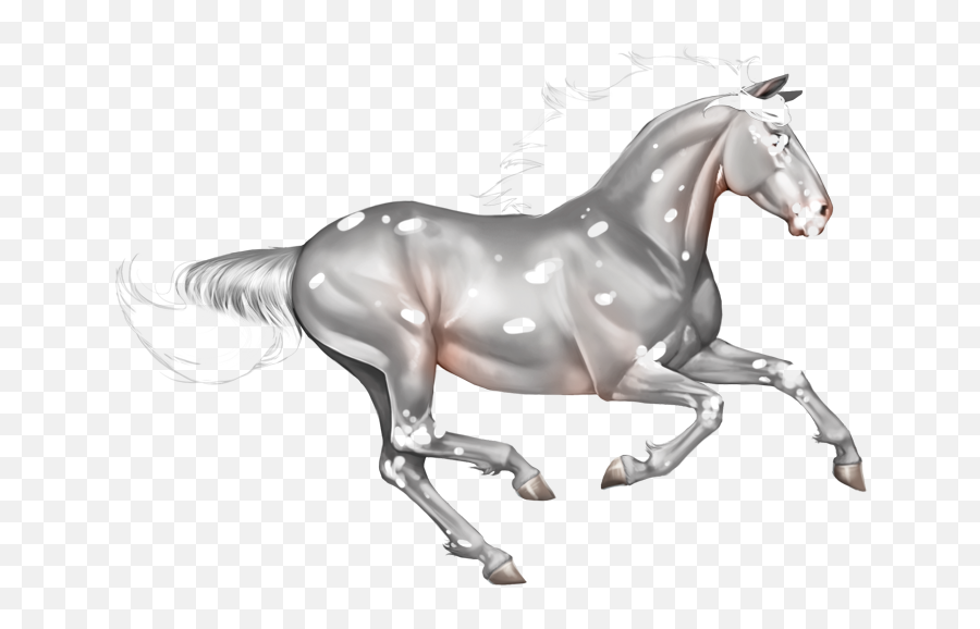 Index Of Imageshorsesmarkings - Horses White Background Running Png,Leopard Png Index Of Imageshorsesmarkings - Horses White Background Running Png,Leopard Png