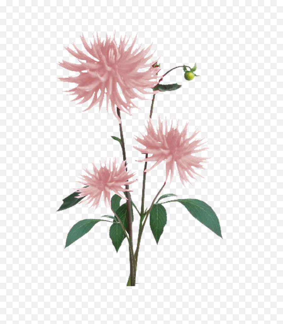 Download Jacey - Light Pink Dahila Plant Texture White Transparent Flower Texture Png,Flower Plant Png