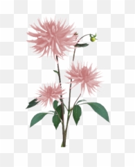 Download Jacey - light Pink Dahila Plant Texture White Transparent Flower Png