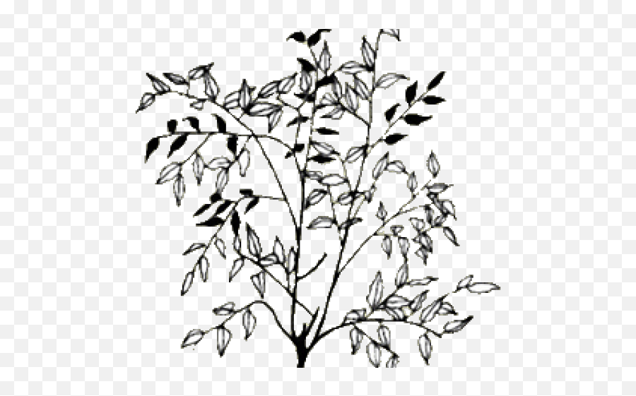 Download Drawn Bush Shrub Line - Transparent Bush Line Png,Twig Png