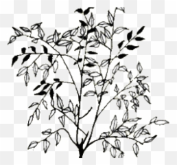 Download Drawn Bush Shrub Line - Transparent Png
