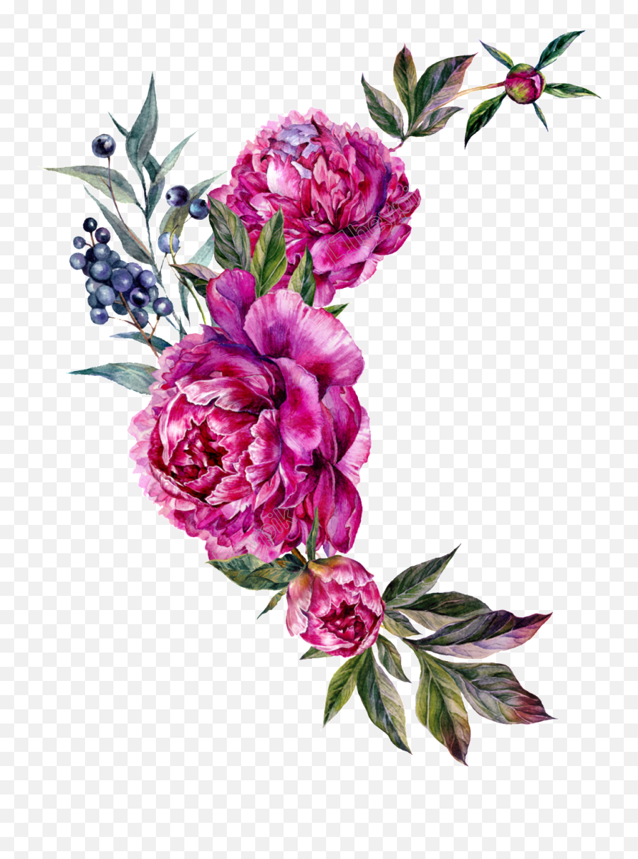 Floral Vector Peony - Peony Bouquet Clipart Png,Peony Transparent