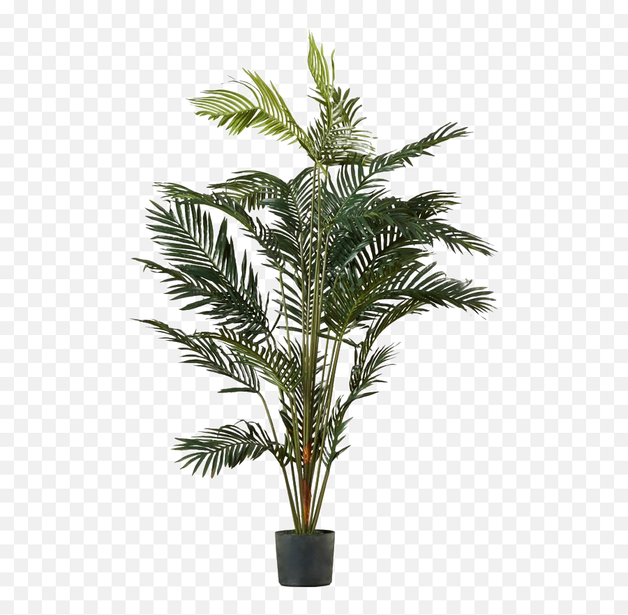 Palm Tree Leaf Download Free Png Play - Palm Tree Plant Png,Palm Tree Leaf Png