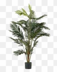 Palm Tree Leaf Download Free Png Play - Plant Png