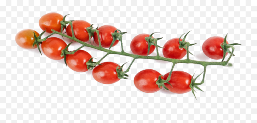 Candy Tomatoes - Onthevine U2013 Pure Harvest Fitness Nutrition Png,Tomato Plant Png