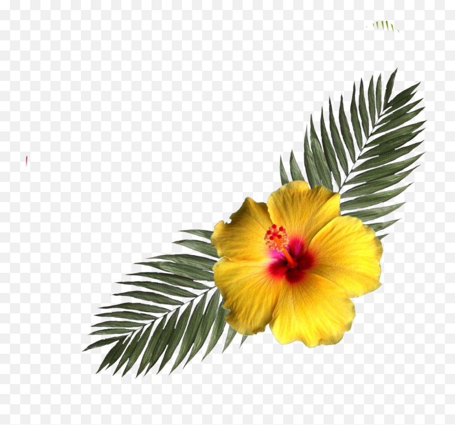 Hibiscus Flower Tropicalflower Sticker By Precious - Shoeblackplant Png,Tropical Flower Png
