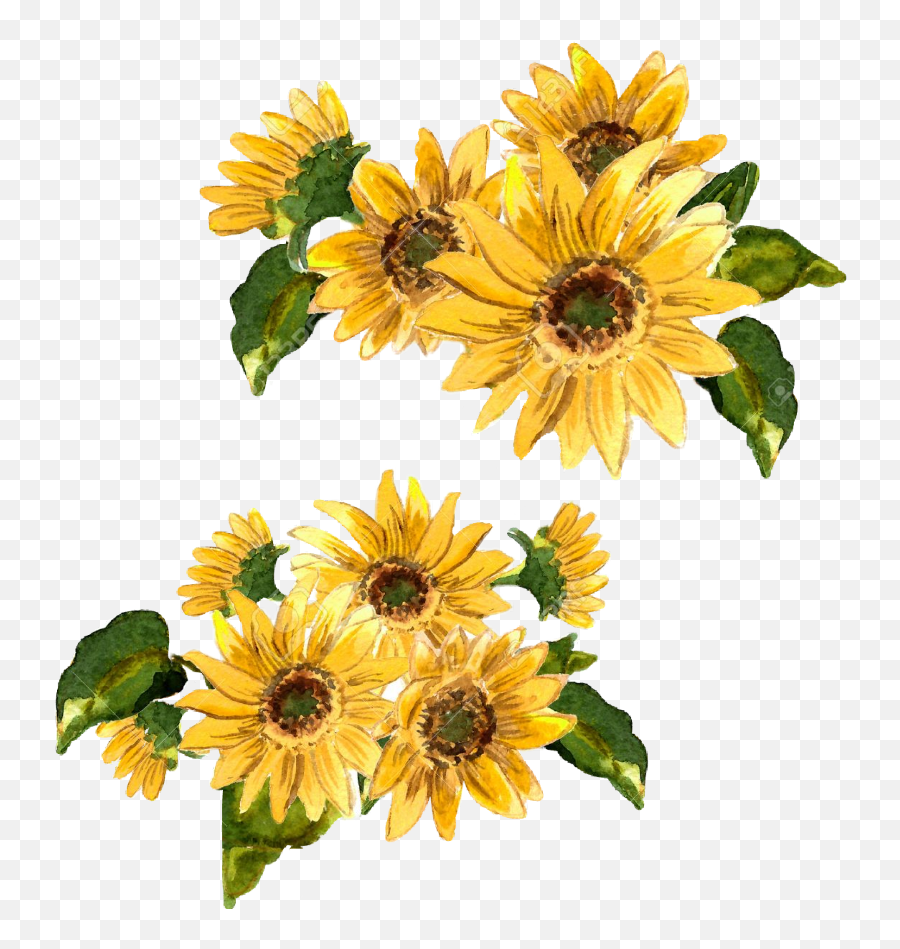 Flowers Flower Girasol Flor Amarilla Amarillo - Painted Yellow Flower  Painting Png,Girasol Png - free transparent png images - pngaaa.com