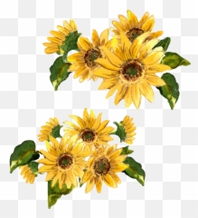 Flowers Flower Girasol Flor Amarilla Amarillo - Painted Yellow Flower Painting Png,Girasol Png