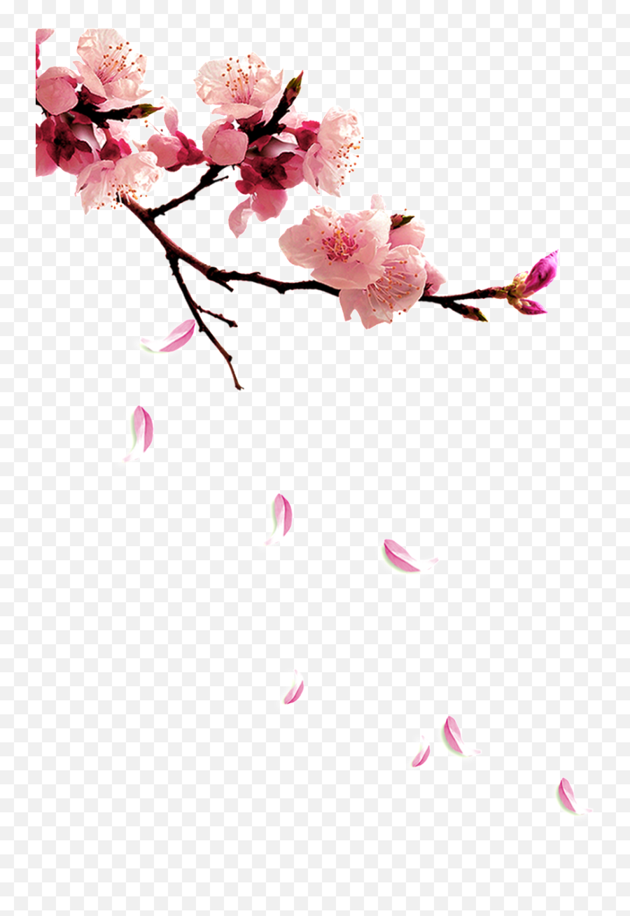 Download Fresh Plum Png - Twig Plum Flower Full Size Png Peach Blossoms Peach Flower,Plum Png