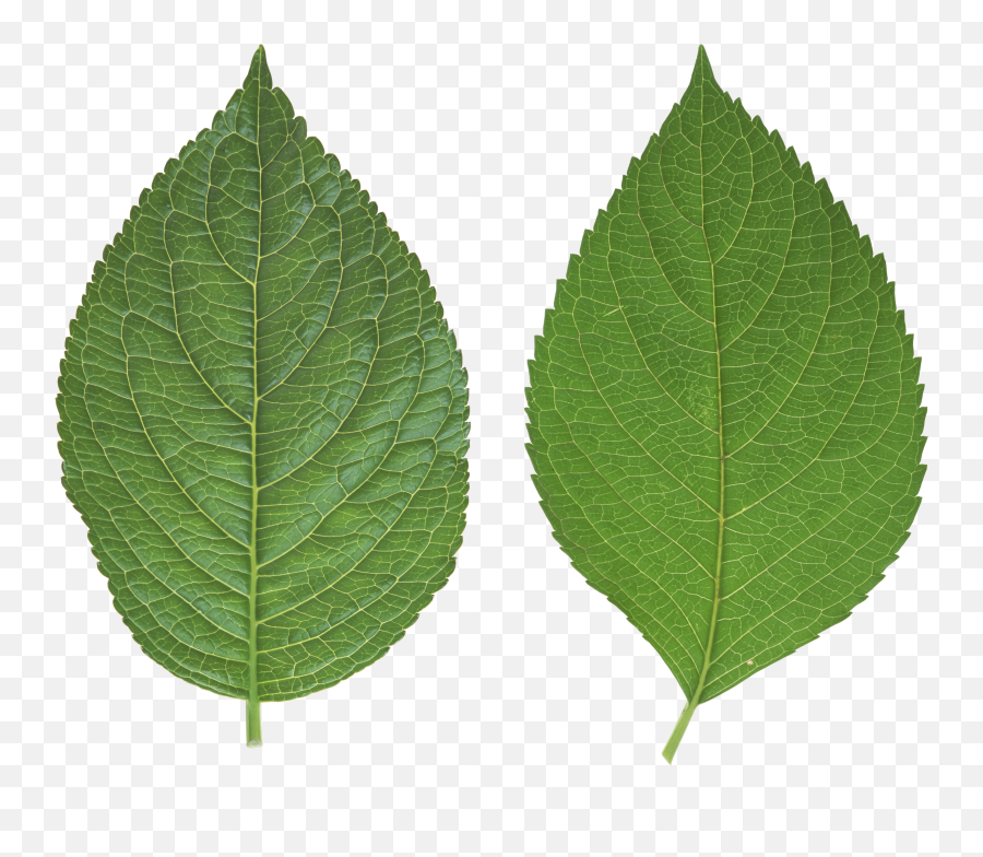 Download Leaves Free Png Transparent Image And Clipart - Leaf Png Real,Mint Leaves Png