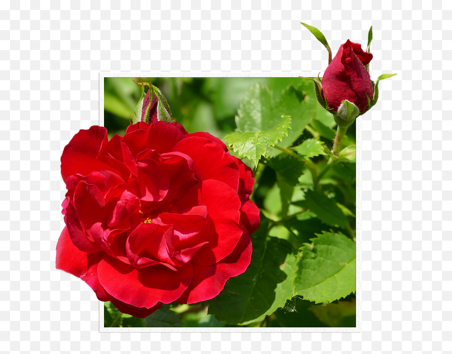 Download Rosas Rojas Png - Hybrid Tea Rose Full Size Png Blahoželania K  Meninám Facebook,Rosas Rojas Png - free transparent png images - pngaaa.com