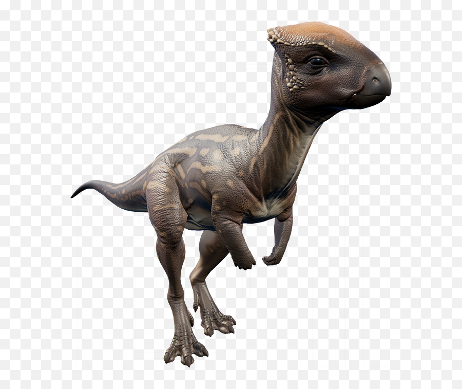 Homalocephale Jurassic World Evolution Wiki Fandom - First Jurassic World Evolution Png,Evolution Png