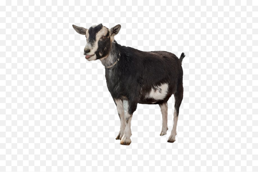 Png Transparent Goatpng Images Pluspng Goats