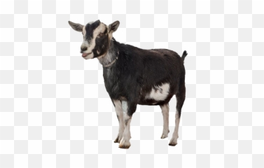 Png Transparent Goatpng Images Pluspng Goats