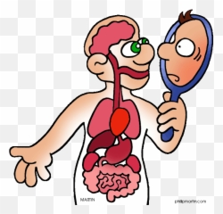 Library Of Cartoon Human Body Vector Free Png Files - Human Body Clip Art