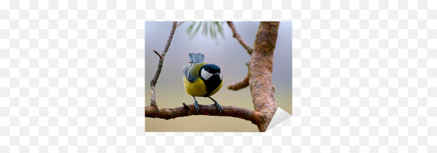 Sticker Tit - Parus Major Pixersus Picture Frame Png,Tit Icon