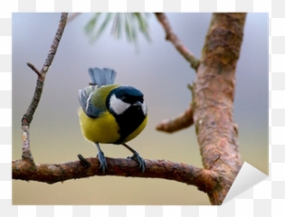 Sticker Tit - Parus Major Pixersus Picture Frame Png,Tit Icon