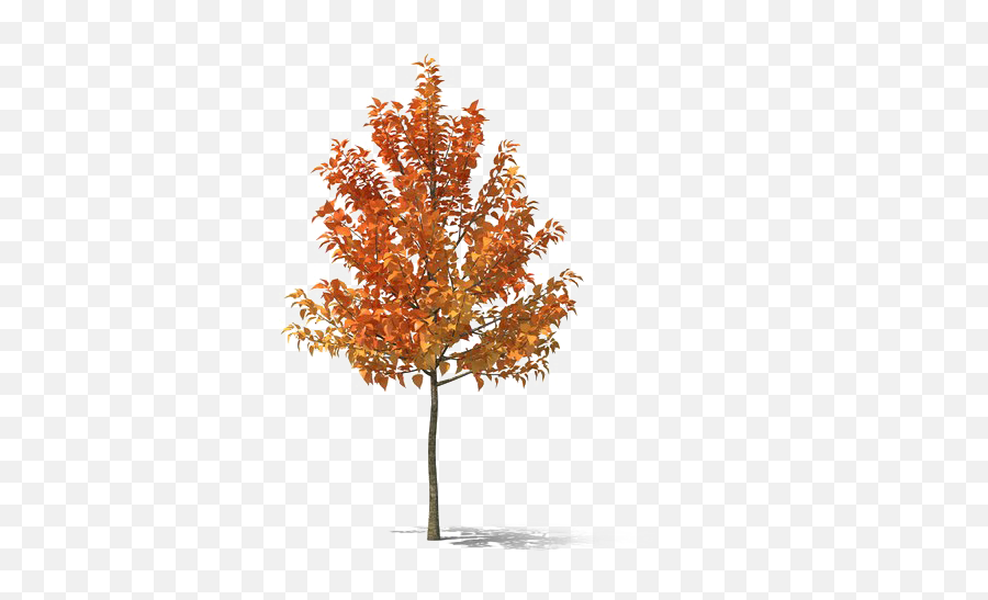 Fall Tree Png Hd - Small Autumn Tree Png,Orange Tree Png