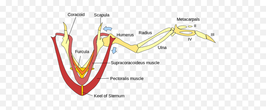 Why Are There No Flying Animals With Four Legs - Quora Supracoracoideus Muscle Png,Jawbone Icon Ear Hooks