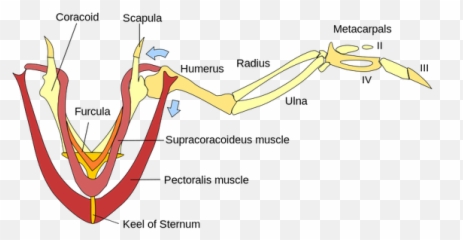 Why Are There No Flying Animals With Four Legs - Quora Supracoracoideus Muscle png