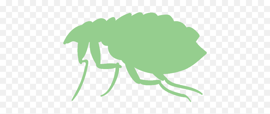 Bug Database - Killum Pest Control Parasitism Png,Flea Icon