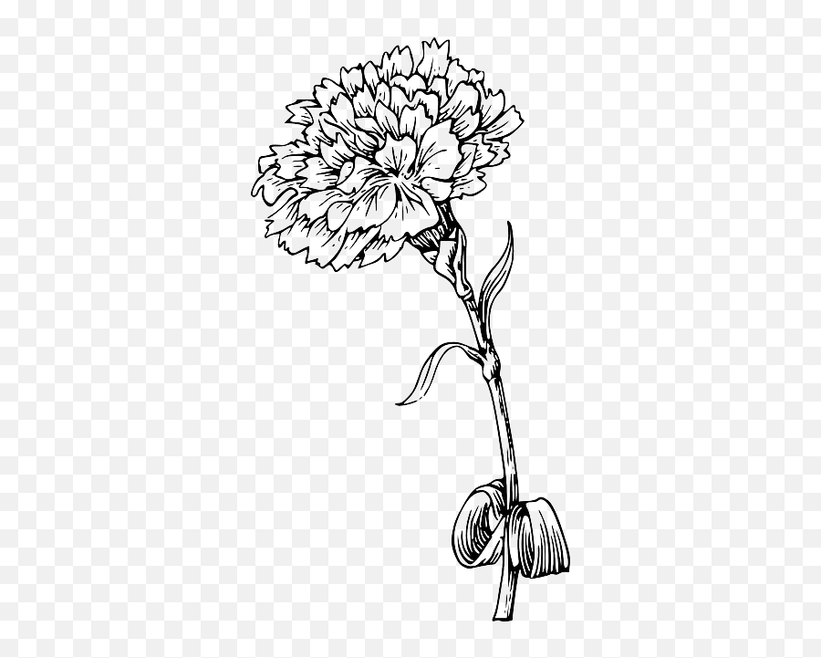 Png Flower 2229346 - Marigold Flower Black And White,Black And White Flower Png