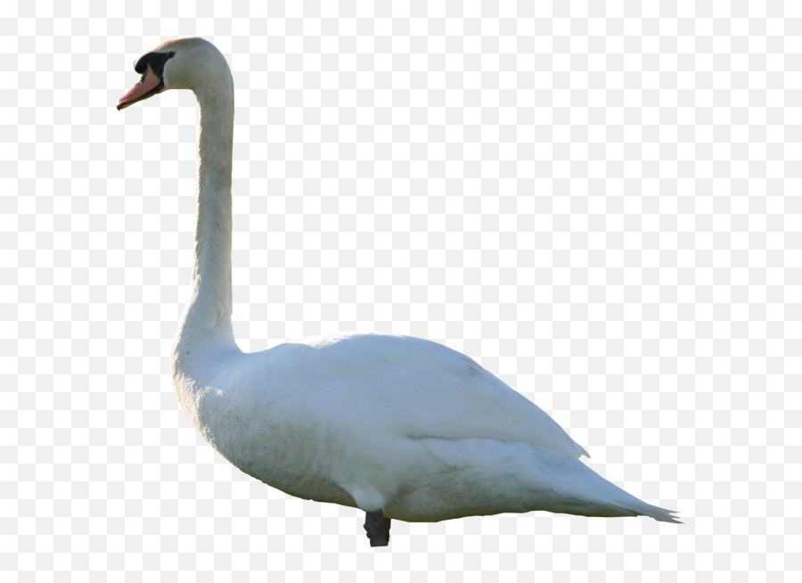 Swan Png Transparent Background Image - Mute Swan Png,Swan Png