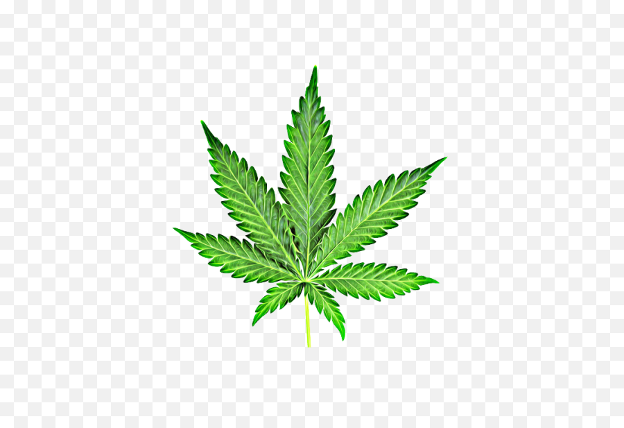 Download Free Png Cannabis - Backgroundtransparent Dlpngcom Transparent Background Png Weed,Weed Transparent Background